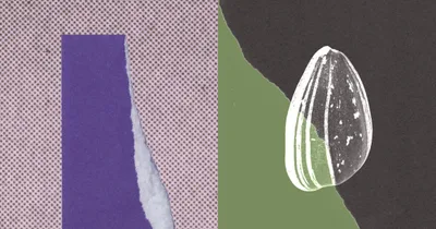 拼贴风格的插图：左侧是粉色网点底纹上斜贴的紫色矩形，右边留着撕纸的白色毛边；中间一道墨绿与黑的弧形色块；右侧深色底上是一粒带白色纵纹与斑点的种子状荚果