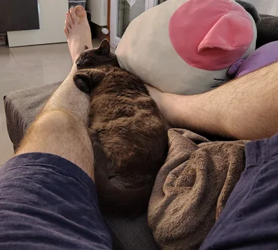 一只玳瑁猫睡在作者并拢的两腿之间（原文用这张照片当配图）